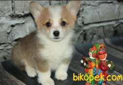 Türkiyede Tek Welsh Corgi Yavrularimiz 2