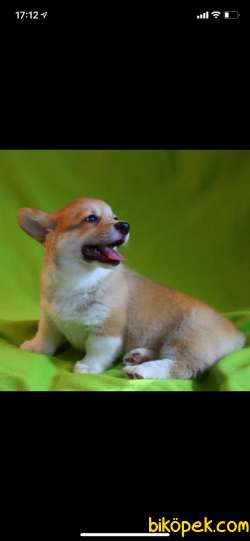 Turkiyede Tek Welsh Corgi Yavrularimiz 4