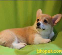 Turkiyede Tek Welsh Corgi Yavrularimiz 2