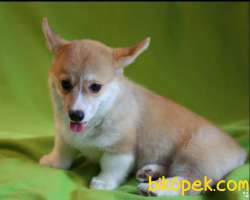 Turkiyede Tek Welsh Corgi Yavrularimiz 3