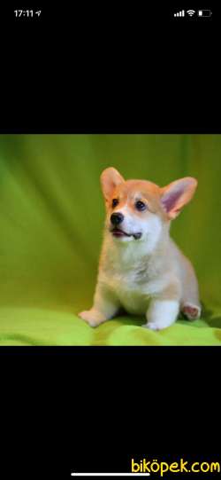 Turkiyede Tek Welsh Corgi Yavrularimiz 1