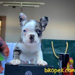 TÜRKİYEDE TEK Yarışma Düzeyi Merle Blue Eyes French Bulldog Yavru 2