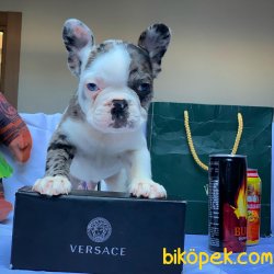 TÜRKİYEDE TEK Yarışma Düzeyi Merle Blue Eyes French Bulldog Yavru 1
