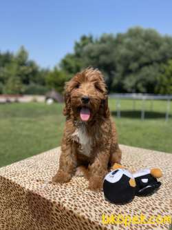 Türkiyenin En Cok Secenegi Ile Labradoodle Bebeklerimiz 2