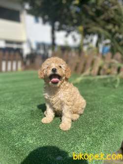 Turkiyenin En Cok Secenegi Ile Poodle Yavrularimiz 2
