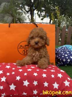 Türkiyenin En Cok Secenegi Ile Toy Poodle Bebeklerimiz 1