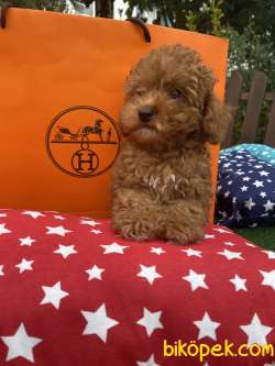 Türkiyenin En Cok Secenegi Ile Toy Poodle Bebeklerimiz 3