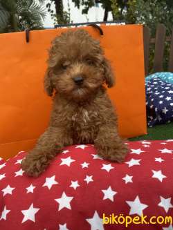 Türkiyenin En Cok Secenegi Ile Toy Poodle Bebeklerimiz 2