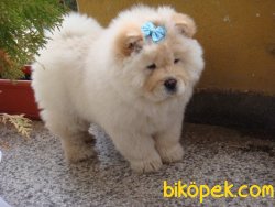 Türkiyenın En Guvenılır Adresınden Chow Chow Yavrularımız 1