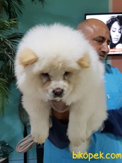 Türkiyenın En Guvenılır Adresınden Chow Chow Yavrularımız 2