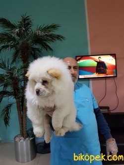 Türkiyenın En Guvenılır Adresınden Chow Chow Yavrularımız 5