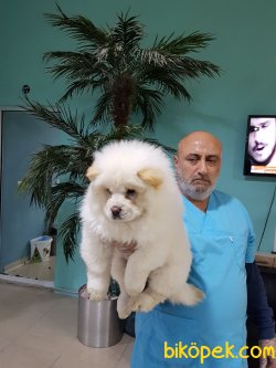 Türkiyenın En Guvenılır Adresınden Chow Chow Yavrularımız 4