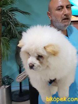 Türkiyenın En Guvenılır Adresınden Chow Chow Yavrularımız 3