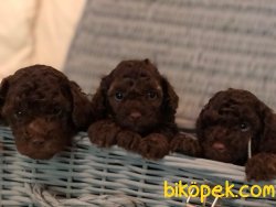 TÜRKİYENIN EN GUVENİLİR ADRESİNDEN Poodle Toy Yavruları 1