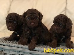 TÜRKİYENIN EN GUVENİLİR ADRESİNDEN Poodle Toy Yavruları 2