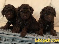 TÜRKİYENIN EN GUVENİLİR ADRESİNDEN Poodle Toy Yavruları 3