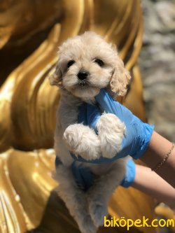 TURKIYENIN EN GUZEL MALTIPOO BEBEKLERI 1