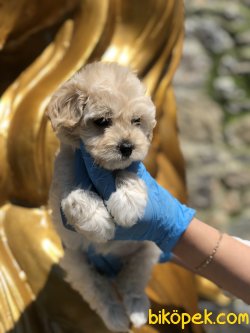 TURKIYENIN EN GUZEL MALTIPOO BEBEKLERI 3