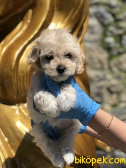 TURKIYENIN EN GUZEL MALTIPOO BEBEKLERI 2