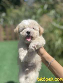 Turkiyenin En Guzel Maltipoo Bebekleri 2