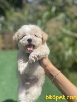 Turkiyenin En Guzel Maltipoo Bebekleri 1