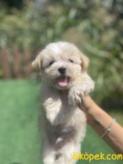 Turkiyenin En Guzel Maltipoo Bebekleri 3