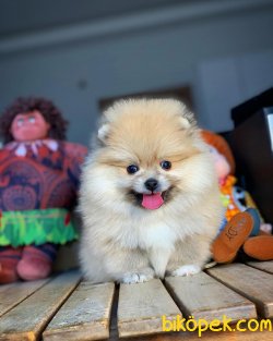 Türkiyenin En Güzel Pomeranian Boo Yavruları 3
