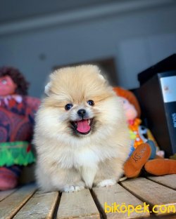 Türkiyenin En Güzel Pomeranian Boo Yavruları 4