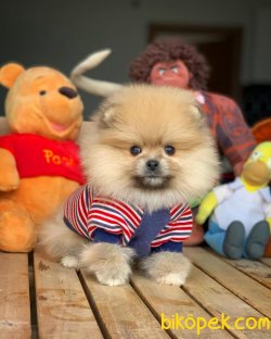 Türkiyenin En Güzel Pomeranian Boo Yavruları 1