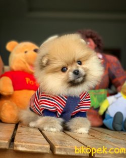 Türkiyenin En Güzel Pomeranian Boo Yavruları 2