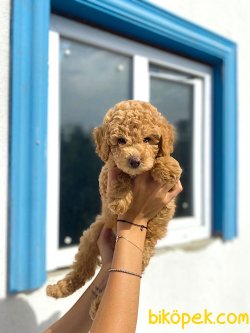 TURKIYENIN EN GUZEL POODLE BEBEKLERI 1