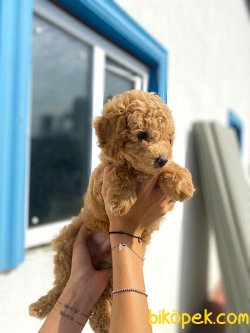 TURKIYENIN EN GUZEL POODLE BEBEKLERI 3