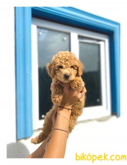 TURKIYENIN EN GUZEL POODLE BEBEKLERI 2