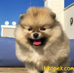 Türkiyenin En Güzel TeddyBear Pomeranian Boo Yavruları 2