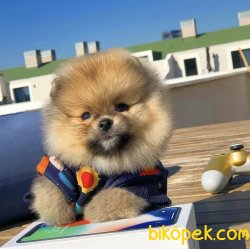 Türkiyenin En Güzel TeddyBear Pomeranian Boo Yavruları 1