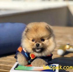 Türkiyenin En Güzel TeddyBear Pomeranian Boo Yavruları 3