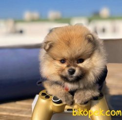Türkiyenin En Güzel TeddyBear Pomeranian Boo Yavruları 4