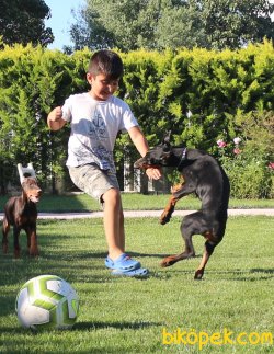 Türkiyenin En Iyi Doberman Yavruları 3