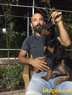 Türkiyenin En Iyi Doberman Yavruları 2