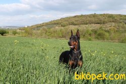 Türkiyenin En Iyi Doberman Yavruları 1