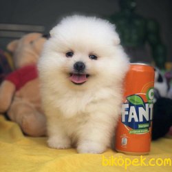 Türkiyenin En İyisi Kar Beyaz Pomeranian Boo Yavru 3