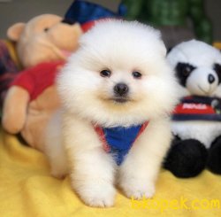 Türkiyenin En İyisi Kar Beyaz Pomeranian Boo Yavru 1