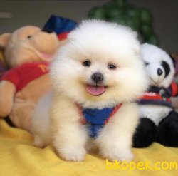 Türkiyenin En İyisi Kar Beyaz Pomeranian Boo Yavru 2