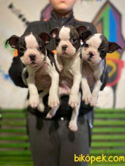 Türkiyenin En Kaliteli Boston Terrier Yavruları 2