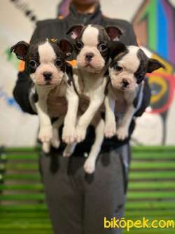 Türkiyenin En Kaliteli Boston Terrier Yavruları 3