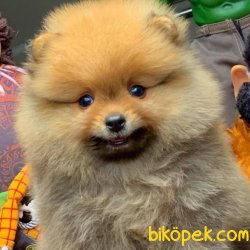 Türkiyenin En Kaliteli Güncel Safkan Pomeranian Boo Yavruları 3
