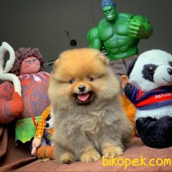 Türkiyenin En Kaliteli Güncel Safkan Pomeranian Boo Yavruları 4
