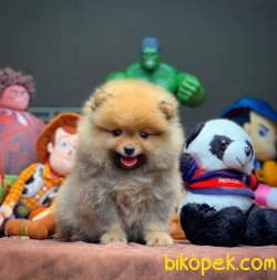 Türkiyenin En Kaliteli Güncel Safkan Pomeranian Boo Yavruları 1