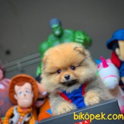Türkiyenin En Kaliteli Güncel Safkan Pomeranian Boo Yavruları 2