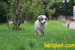 Türkiyenin En Mükemmel Border Collie Yavruları 2